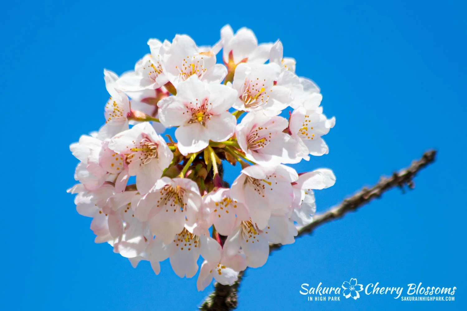 Sakura Watch, May 17, 2019 - Cherry blossoms peak bloom extends
